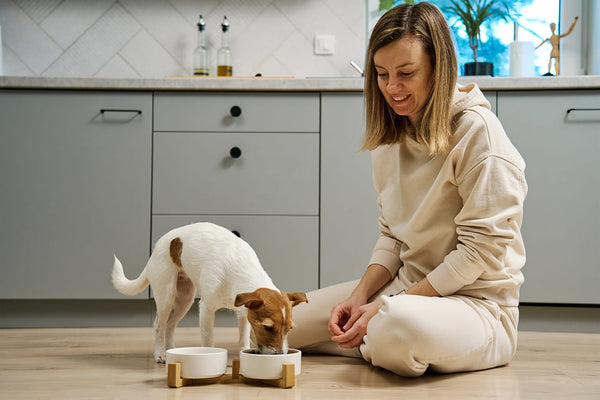 Making the Switch: How to Transition Your Dog to Nourra